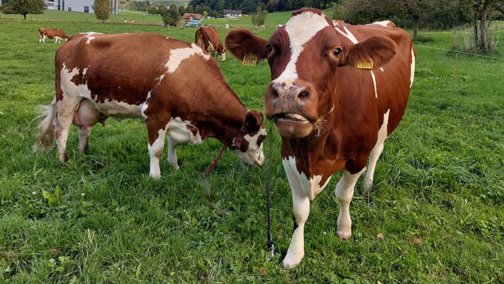 Landwirtschaft 2023