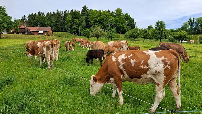 Landwirtschaft 2024